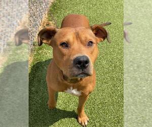 American Pit Bull Terrier-Unknown Mix Dogs for adoption in Fayetteville, NC, USA