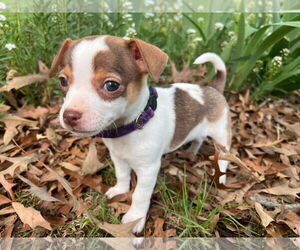 Chihuahua-Unknown Mix Dogs for adoption in Forest, VA, USA