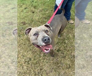 American Pit Bull Terrier Dogs for adoption in Corpus Christi, TX, USA