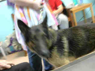 German Shepherd Dog Dogs for adoption in Lufkin, TX, USA