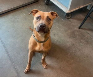 Black Mouth Cur-Unknown Mix Dogs for adoption in Tavares, FL, USA