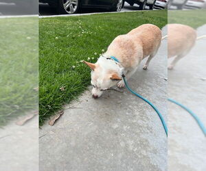 Chihuahua-Unknown Mix Dogs for adoption in Huntington Beach, CA, USA
