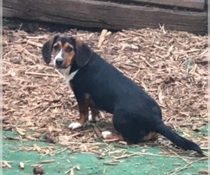Bagle Hound Dogs for adoption in Candler, NC, USA