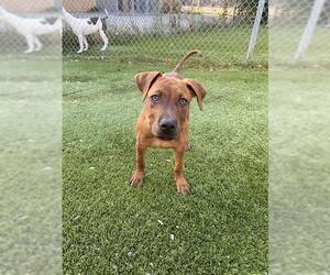 Labrador Retriever-Rhodesian Ridgeback Mix Dogs for adoption in Toronto, Ontario, Canada