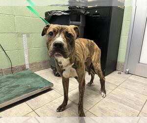 American Staffordshire Terrier-Unknown Mix Dogs for adoption in Grand Prairie, TX, USA
