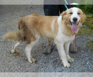 Great Pyrenees-Unknown Mix Dogs for adoption in Dickson, TN, USA