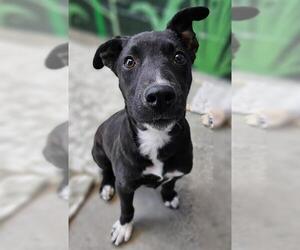 Borador Dogs for adoption in Frisco, CO, USA