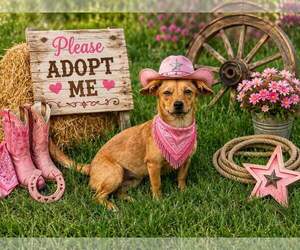 Dachshund Dogs for adoption in Yardley, PA, USA