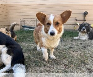 Pembroke Welsh Corgi Dogs for adoption in Denver , CO, USA