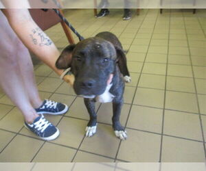 Staffordshire Bull Terrier-Unknown Mix Dogs for adoption in Ocala, FL, USA