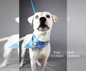 Mutt Dogs for adoption in Bakersfield, CA, USA