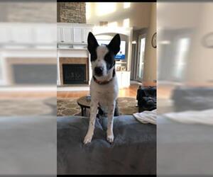 Border Collie-Unknown Mix Dogs for adoption in Santa Fe, TX, USA