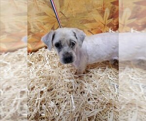Lhasa Apso Dogs for adoption in Henderson, NV, USA