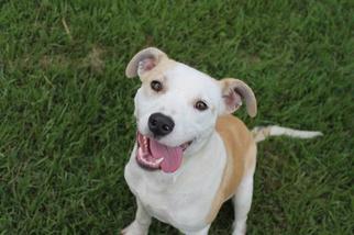 American Pit Bull Terrier Dogs for adoption in Albany, GA, USA