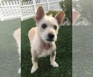 Cairn Corgi Dogs for adoption in  Ramona, CA, USA