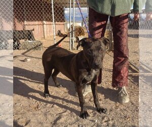 American Bulldog-Unknown Mix Dogs for adoption in Golden Valley, AZ, USA