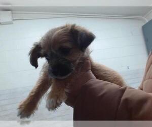 - Mix Dogs for adoption in San Bernardino, CA, USA
