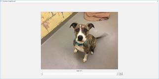 Bogle Dogs for adoption in Seattle, WA, USA