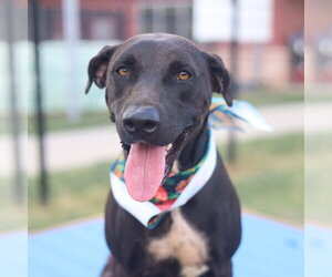 Labrador Retriever Dogs for adoption in San Antonio, TX, USA