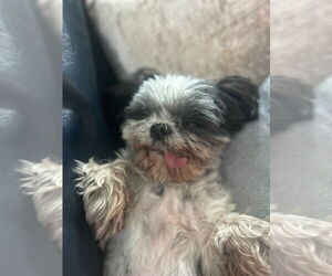 Medium Photo #4 Shih Tzu Puppy For Sale in Silver Spring, MD, USA