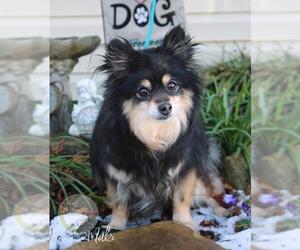 Paperanian Dogs for adoption in Benton, LA, USA