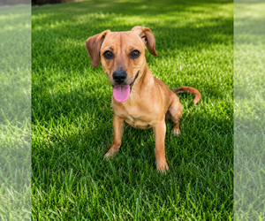 Chiweenie Dogs for adoption in Corona, CA, USA