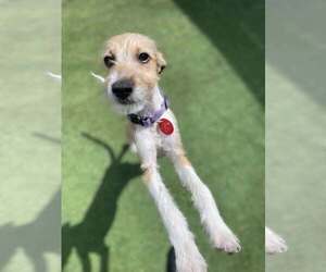 Greyhound Dogs for adoption in Tempe , AZ, USA