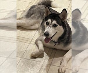 Siberian Husky Dogs for adoption in Derwood, MD, USA