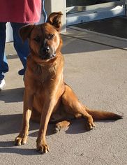 Mutt Dogs for adoption in Alva, OK, USA
