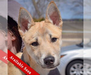 Carolina Dog-Siberian Husky Mix Dogs for adoption in Huntley, IL, USA