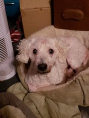 Bichon Frise Dogs for adoption in Reeds, MO, USA