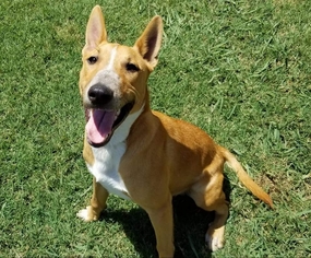 Bull Terrier Dogs for adoption in Longview, TX, USA