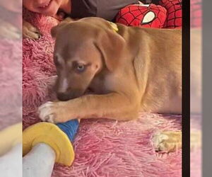 Labrador Retriever-Unknown Mix Dogs for adoption in Sheboygan, WI, USA