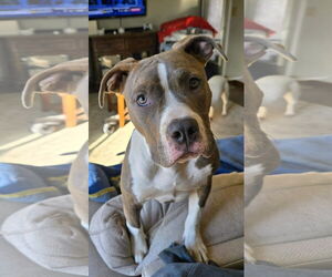 American Pit Bull Terrier-Unknown Mix Dogs for adoption in Germantown, OH, USA
