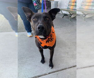 Labrador Retriever-Unknown Mix Dogs for adoption in Bellevue, WA, USA