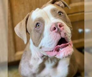 Bulldog Dogs for adoption in Fredericksburg, TX, USA