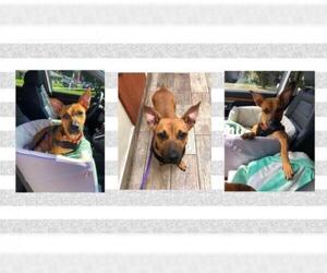 Black Mouth Cur-Unknown Mix Dogs for adoption in Jacksonville, FL, USA