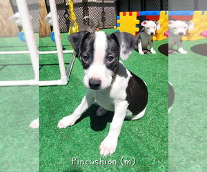 Mutt Dogs for adoption in Wenonah, NJ, USA