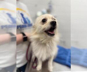 Mutt Dogs for adoption in Peoria, IL, USA