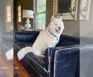 Siberian Husky Dogs for adoption in Westminster, MD, USA