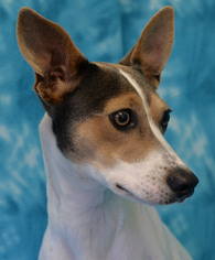 Jack-Rat Terrier Dogs for adoption in Eureka, CA, USA