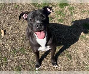 American Pit Bull Terrier-Unknown Mix Dogs for adoption in Springfield, MA, USA