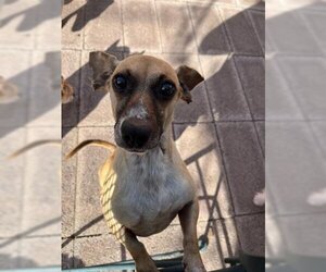 Chiweenie Dogs for adoption in Los Lunas, NM, USA