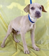 Mutt Dogs for adoption in Griffin, GA, USA