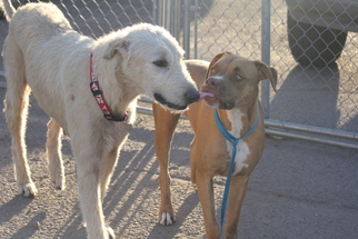 Irish Wolfhound Dogs for adoption in Phoenix , AZ, USA