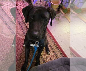 Great Dane-Labrador Retriever Mix Dogs for adoption in Greenbelt, MD, USA