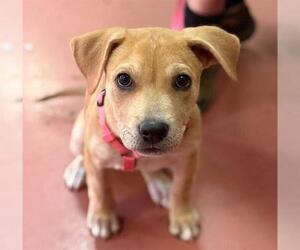 American Pit Bull Terrier-Unknown Mix Dogs for adoption in Modesto, CA, USA