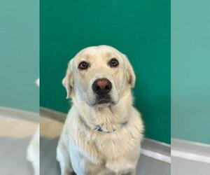 Labrenees Dogs for adoption in Visalia, CA, USA