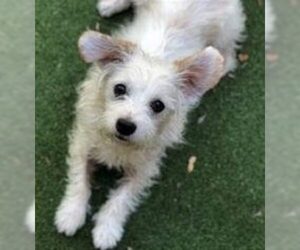 Maltese-Unknown Mix Dogs for adoption in Fremont, CA, USA