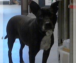 Mutt Dogs for adoption in Fayetteville, NC, USA